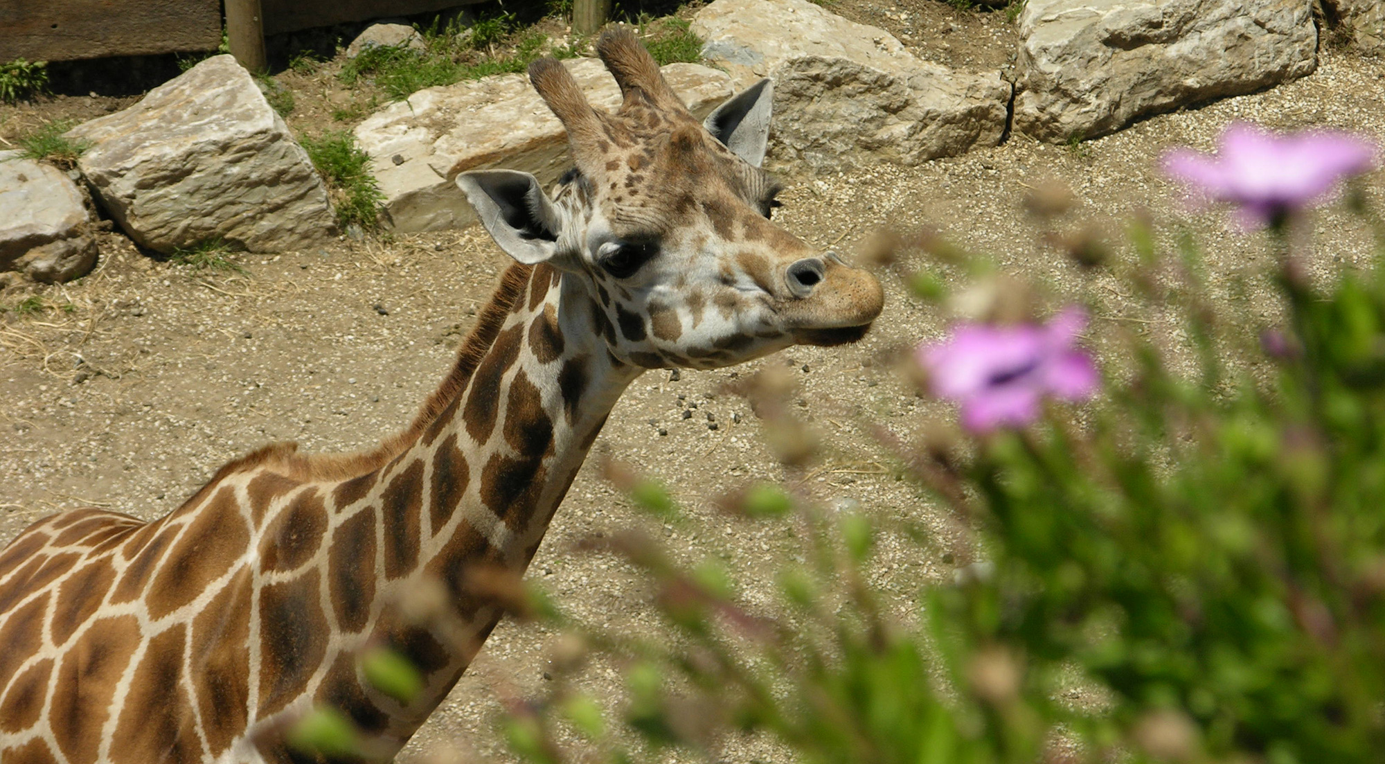 Borry galeria animales 02