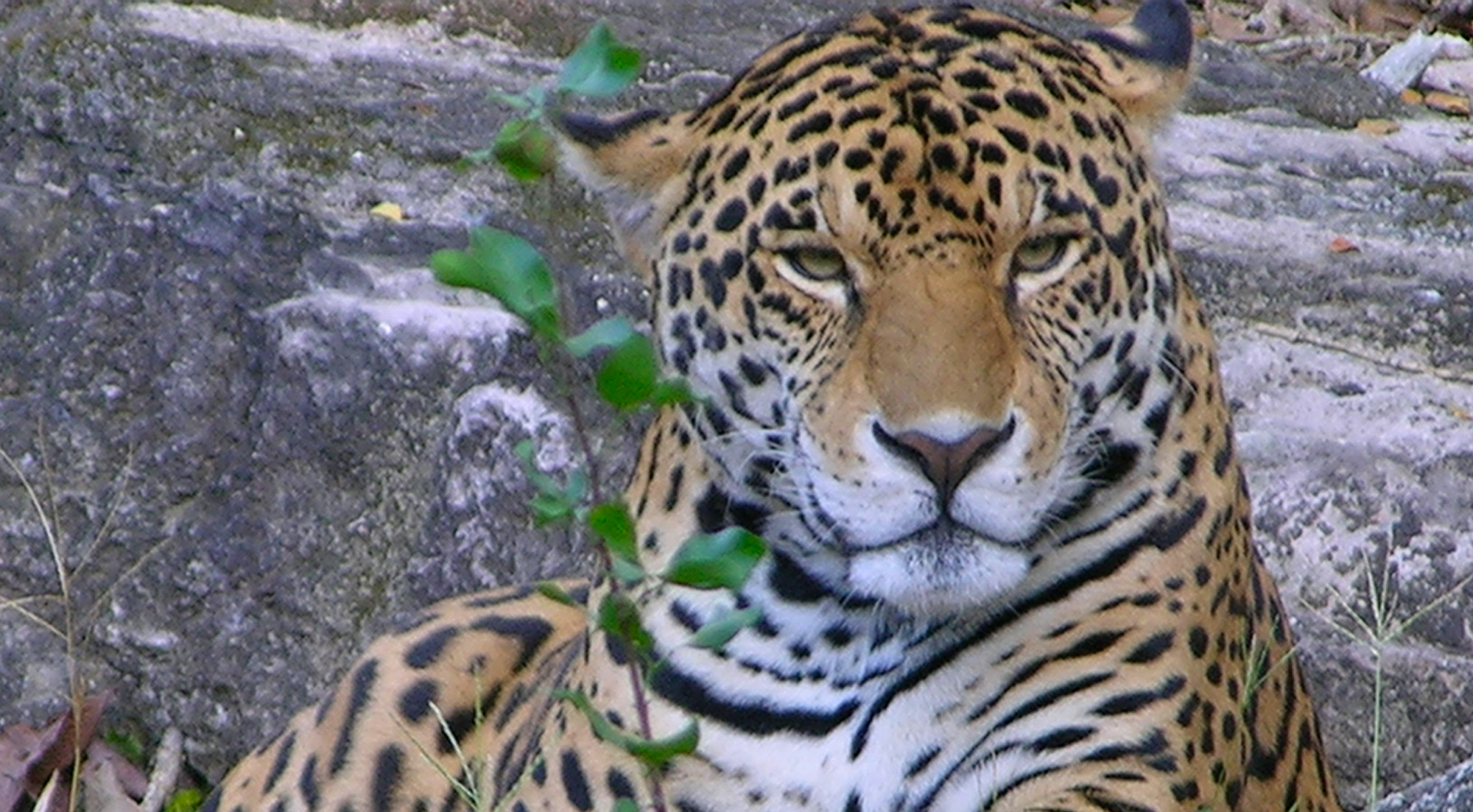 Borry galeria animales 03