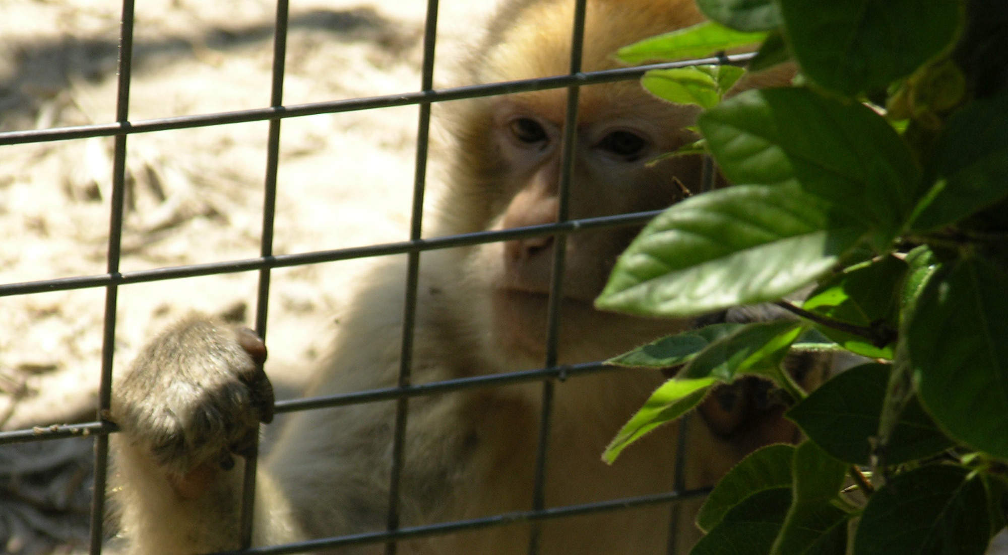 Borry galeria animales 04