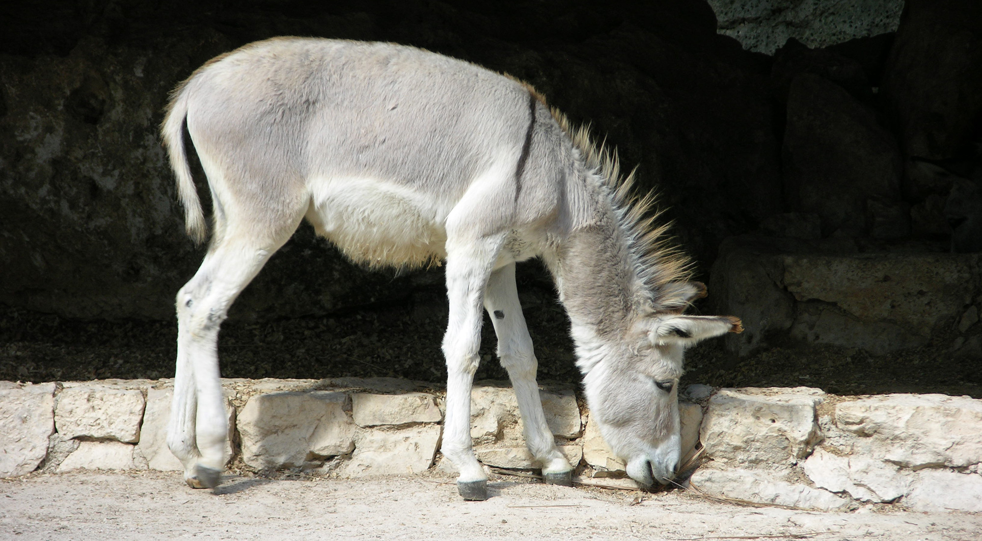 Borry galeria animales 05