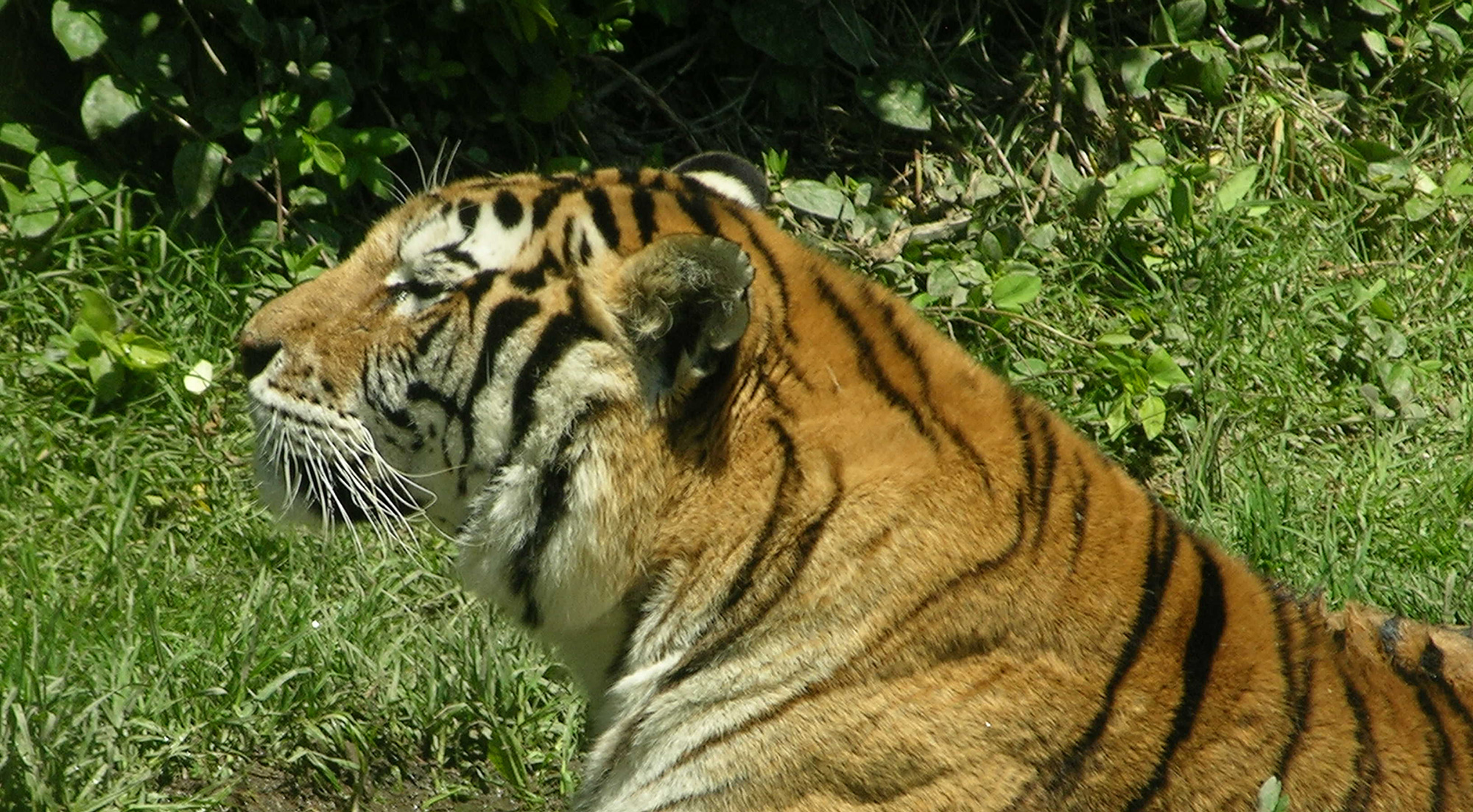 Borry galeria animales 06