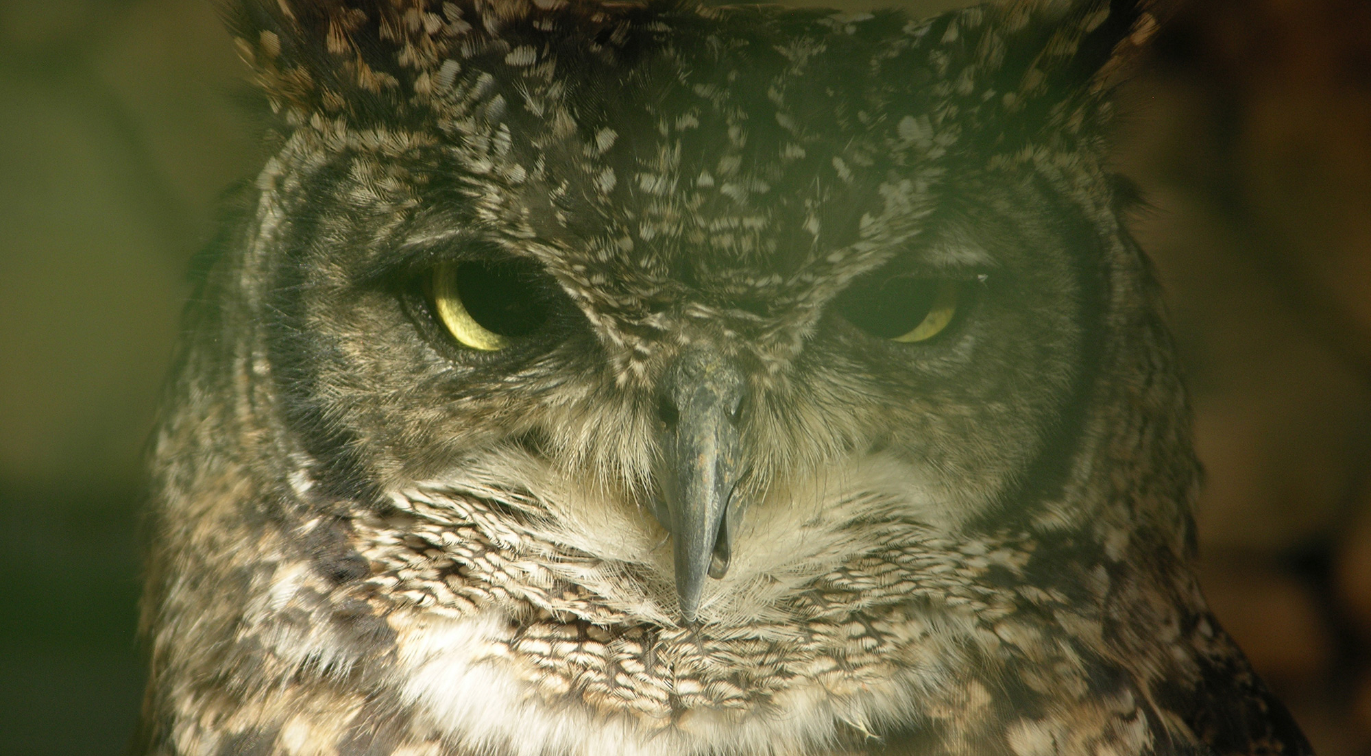 Borry galeria animales 07