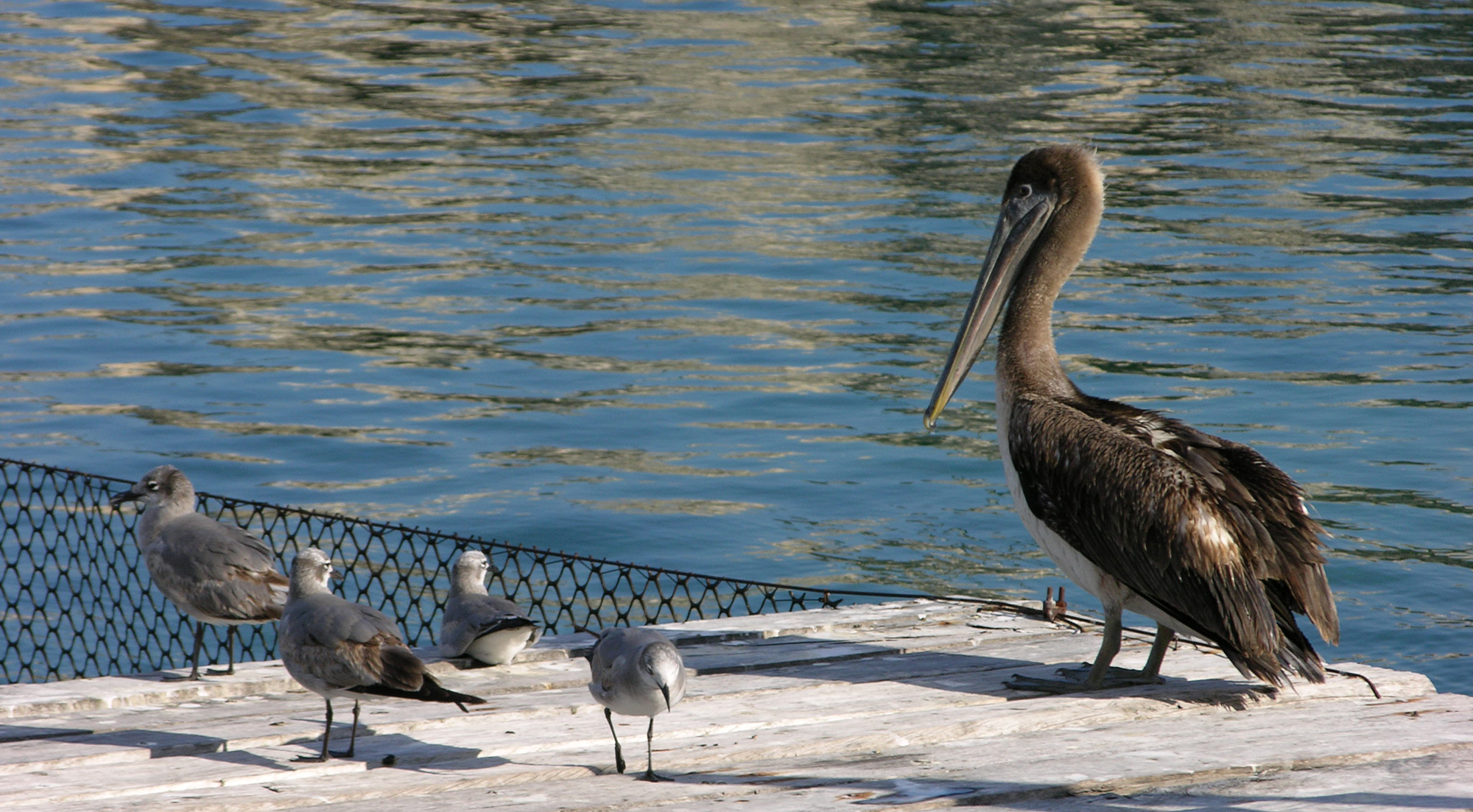 Borry galeria animales 08