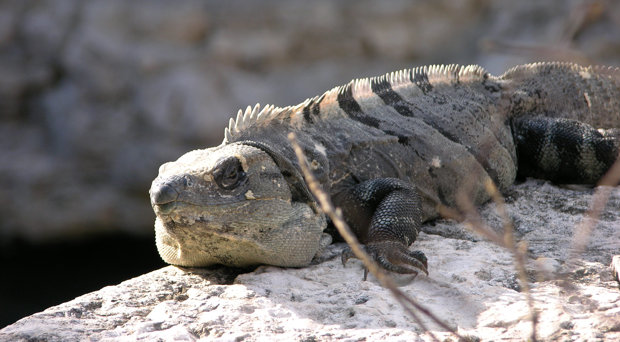 Borry galeria animales 09