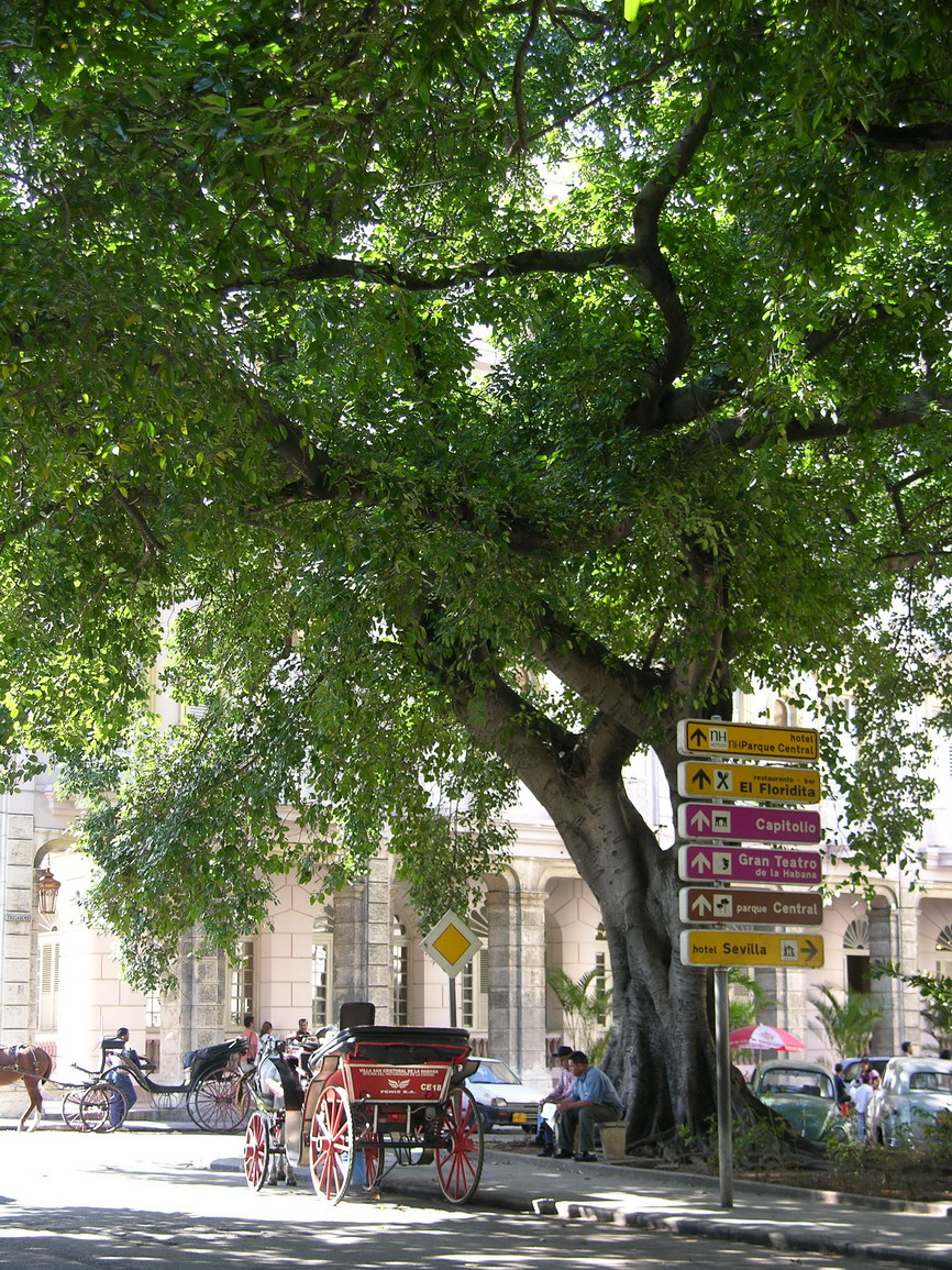 La habana borry 0035