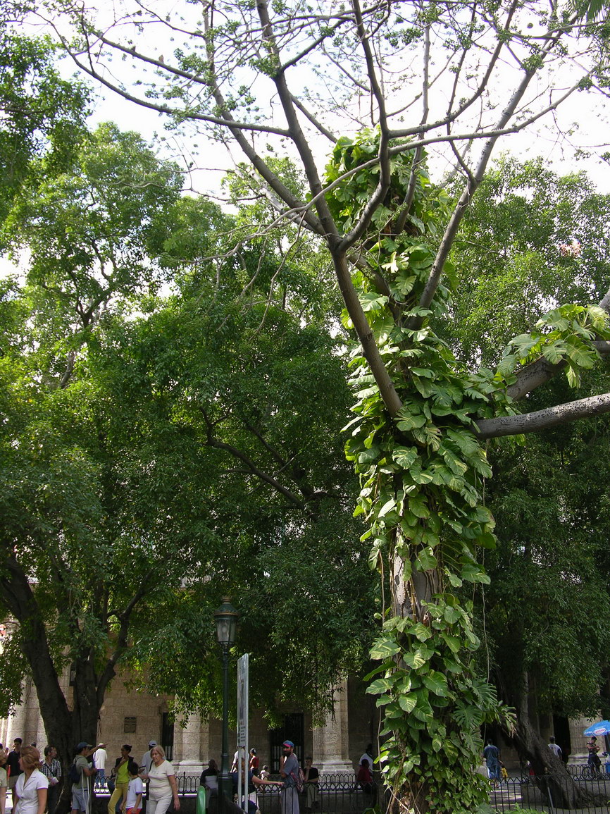 La habana borry 0057