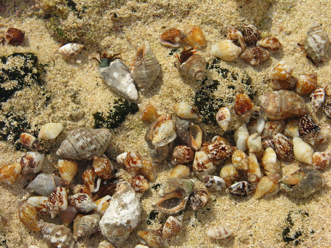 Fuerteventura corralejo borry 0024