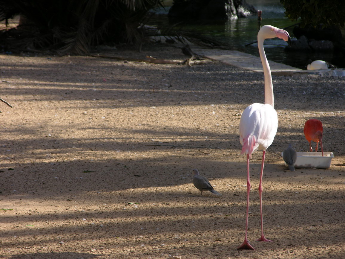 Fuerteventura jandia borry 0006