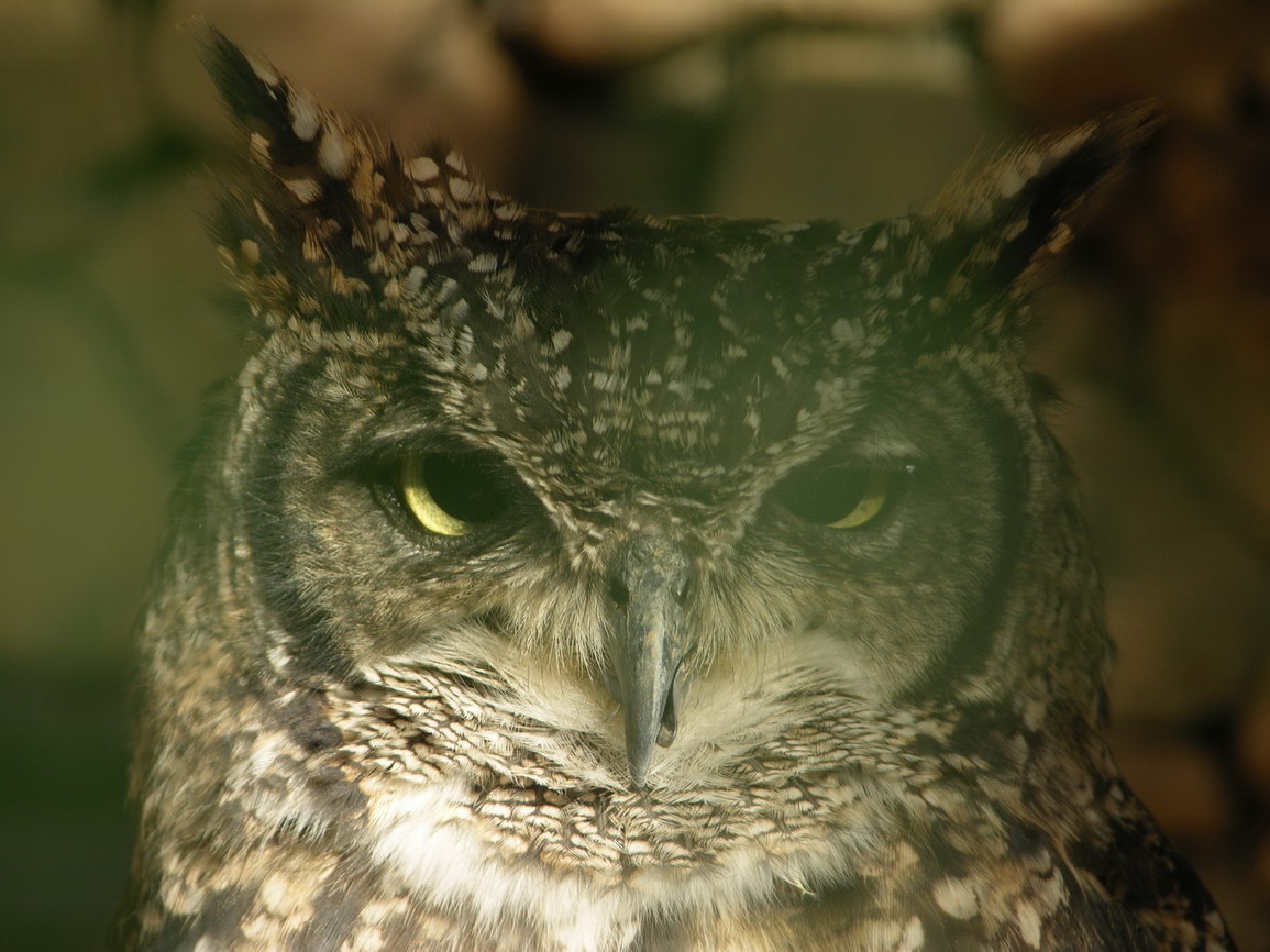 Fuerteventura jandia borry 0009