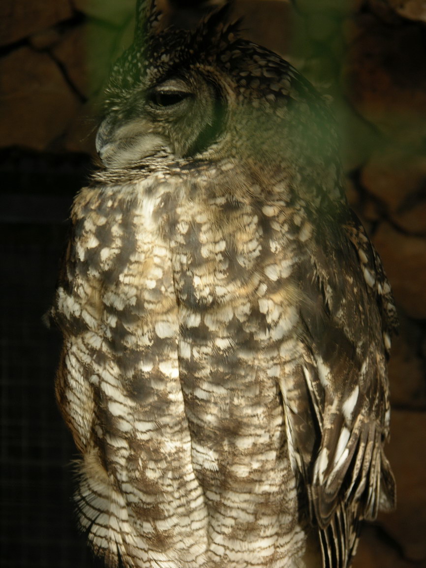 Fuerteventura jandia borry 0010