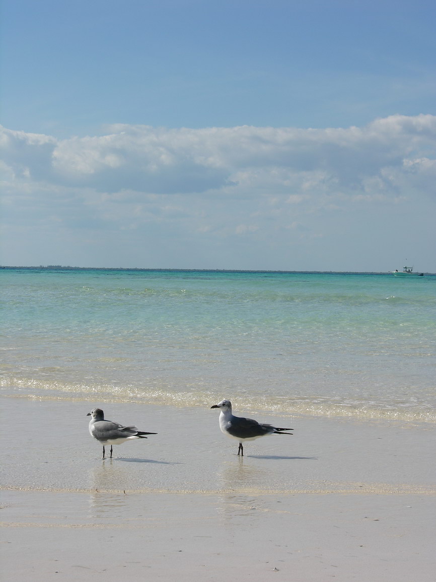 Isla mujeres borry 0028