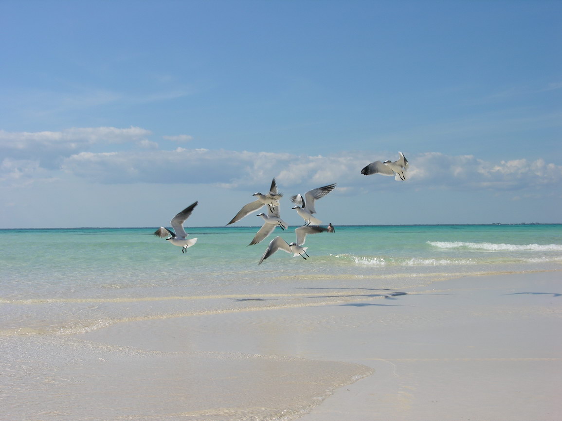 Isla mujeres borry 0031