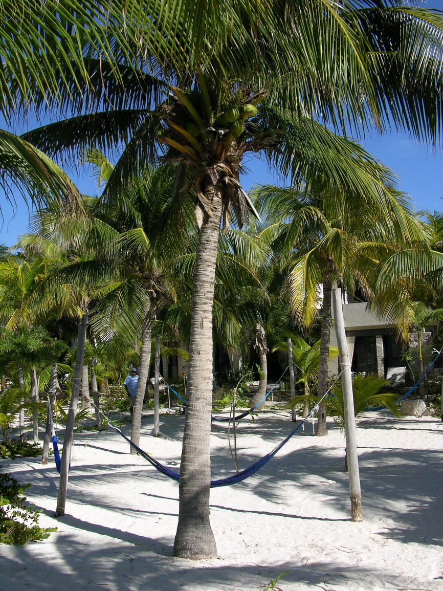 Isla mujeres borry 0035