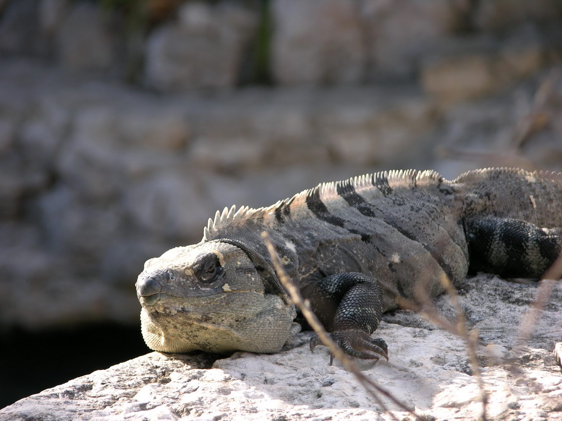 Parque xcaret borry 0006