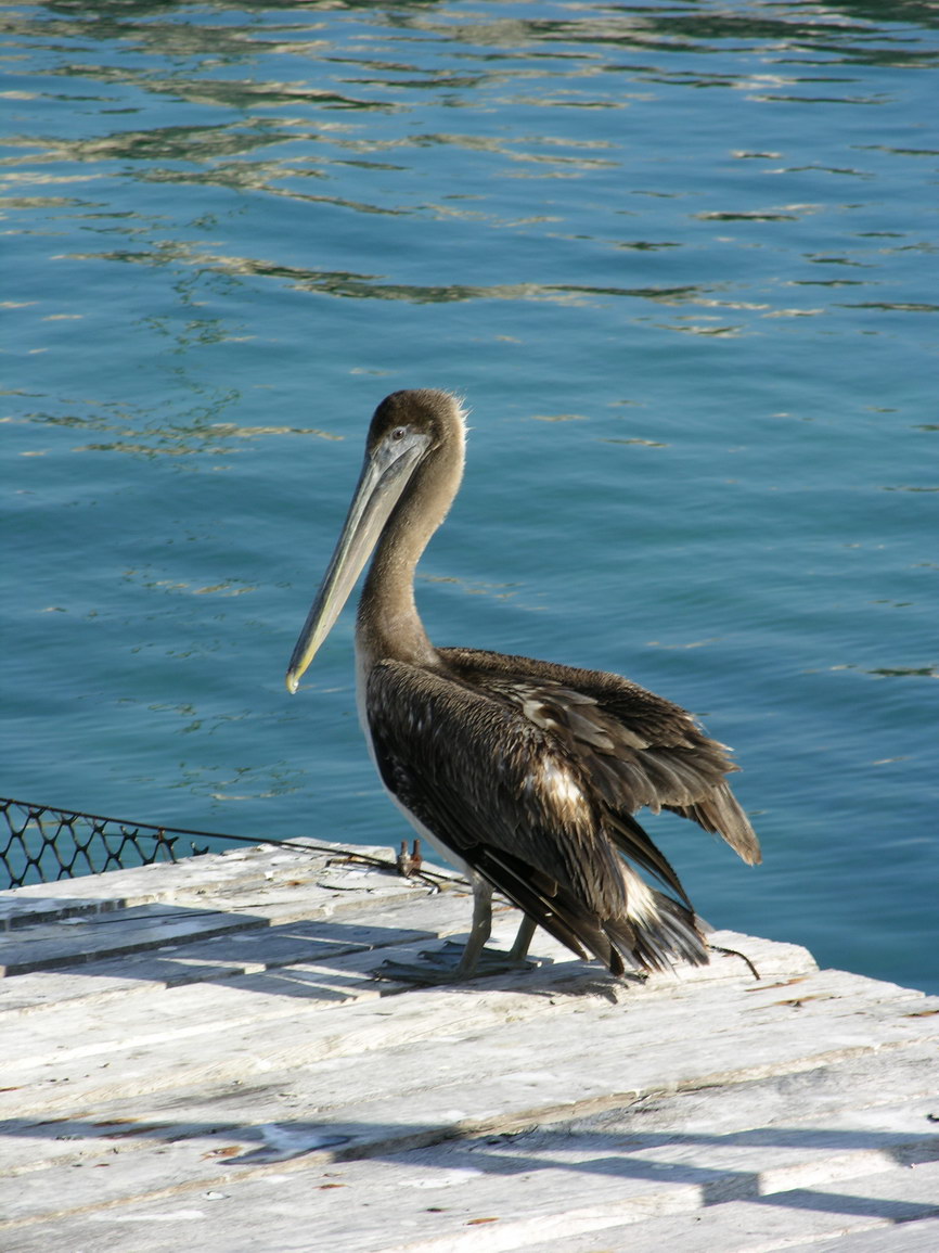 Parque xcaret borry 0008